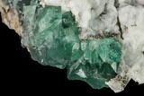 Aragonite Encrusted Fluorite Crystal Cluster - Rogerley Mine #143071-2